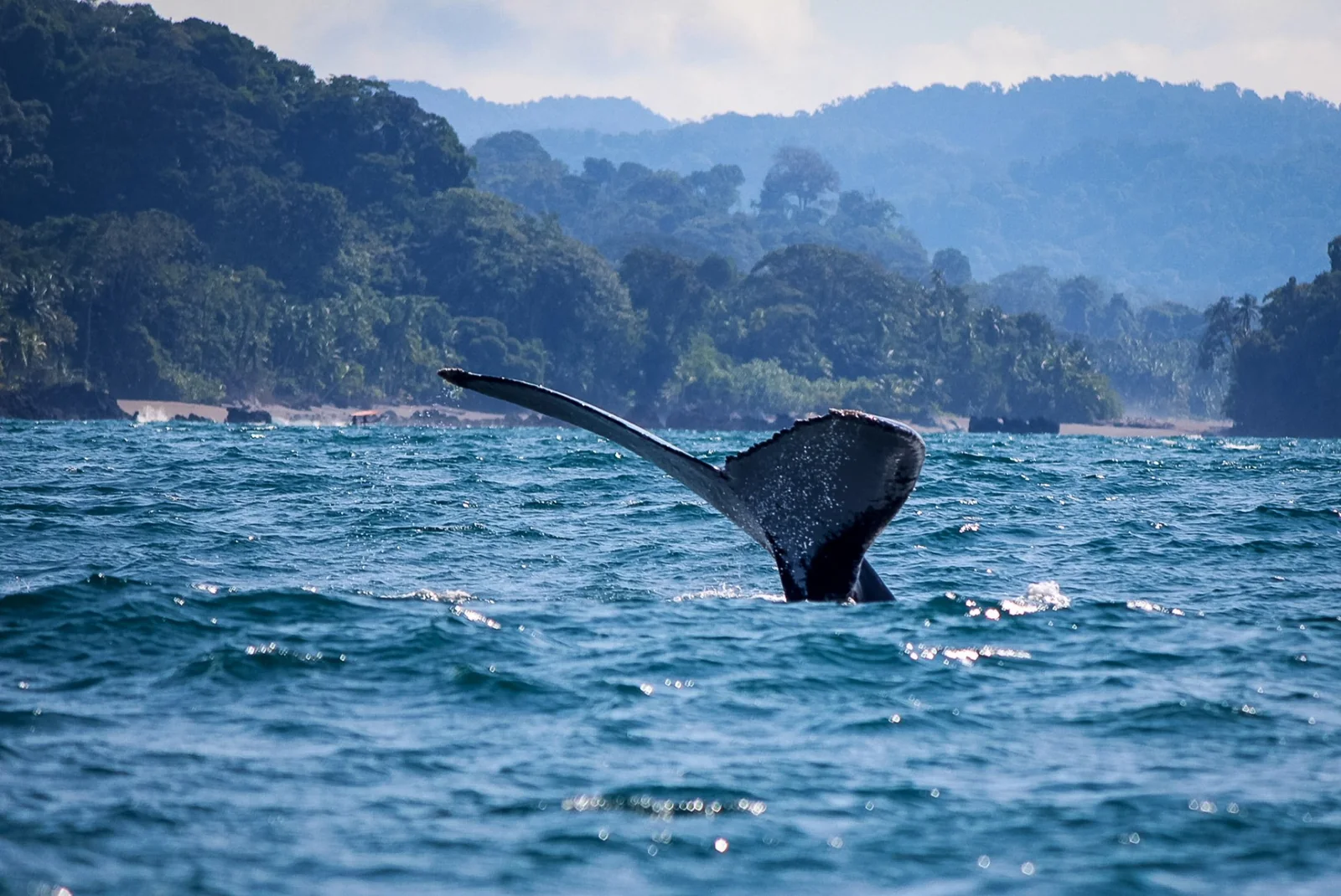 Avistamiento de ballenas en Colombia